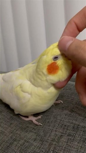 Friendly Bird