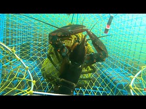 I Put a GoPro in a Lobster Trap Again! 😁 | A Live Look at Lobsters in a New England Lobster Trap |
