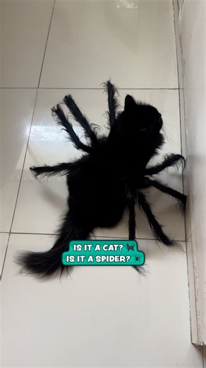 Just a giant fluff ball 🕷️ | Furry Tails