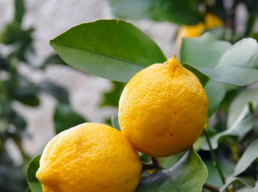 Growing Citrus Plants - Bunnings Australia