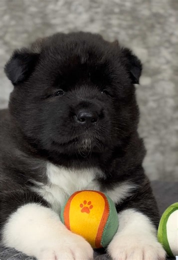 Meet Our Gorgeous 1-Month-Old American Akita Puppy