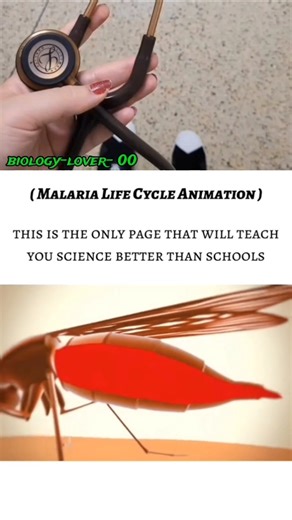 Malaria life cycle animation.. #health #youtubeshorts #shortsfeed