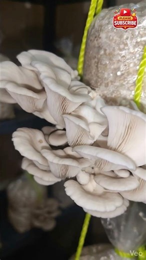 #mushpellet #mushroomcultivation #alloverkarnataka #oyester #substract #useful #helpful #easyprocess
