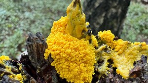 „Hexenbutter“-Schleimpilz lebt im Wald - er kann sogar kriechen