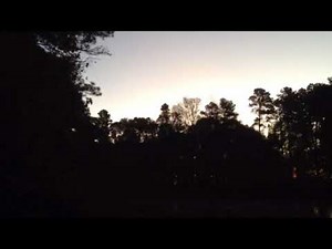 Wood ducks ( On the Water ) Calling