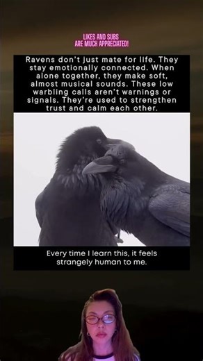 Ravens Have the Most Adorable Love Songs