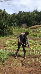 Con robot tưới rau chạy bằnh cơm của mình nay đã được cài đặt chế độ nhảy theo nhạc nữa mn ơii. 🤣 | LaLa Farm