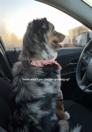 The Beauty of Growing Up: A Dog's Journey