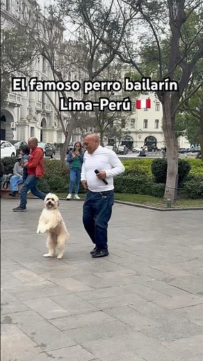 The famous Peruvian dog dancing Huayno | Lima, Peru | September 2025