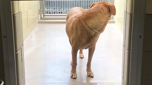 4.9K views · 77 reactions | Status: YELLOW KATIE #A1496201. 44lbs...