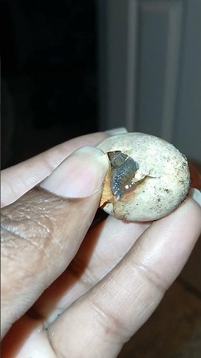 Box turtle hatching.