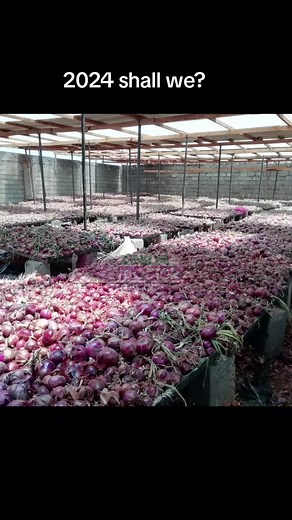 Farming Business in 2024: Get the Updated Cost Structure for Onion Production 🌱💰