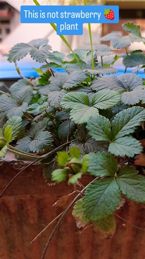 Chandini S | This is not strawberry plant l strawberry flower under microscope #flowers #microscope #reelitfeelit | Instagram