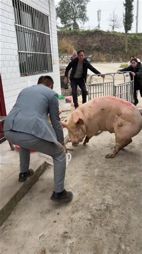 Pig Farming vs Traditional Farming Which is BEST for Beginners | For Education Only