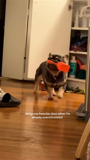 French Bulldog Gang on Instagram: "i swear the side eye was so intentional!!!😠😤 - Credit : dubuthefrenchbulldog on TikTok - DM for Credit or removal! - #frenchiestagram #frenchiesoverload #frenchioftheday #instafrenchbulldog #ilovemyfrenchbulldog"
