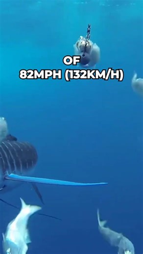 Fastest Marine Animals #shorts