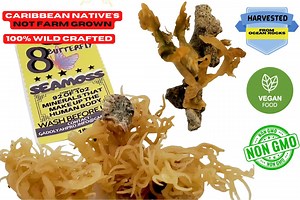 Wildcrafted St. Lucia Sea Moss: Organic Irish Moss Superfood - Etsy