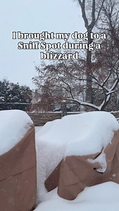 Rent someone else’s private backyard using @sniffspots and watch your dog have the best time ever! Use hershey_5off for $5 off your first sniff spot | Freezing Husky