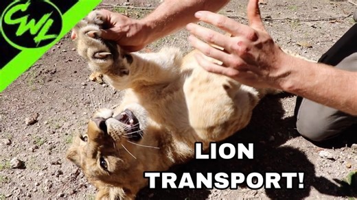 Behind the scenes of lion transport