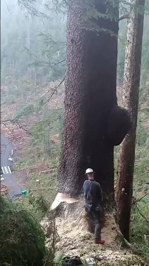 Giant Tree Logging – Powerful Chainsaw Cutting Process