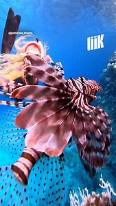 🐠 Le poisson-lion, venimeux et invasif, gagne du terrain en Méditerranée. ⚠️ Il décime les œufs et les jeunes poissons, mettant les pêcheurs en difficulté. 🌍 Réchauffement climatique aidant, il s’étend déjà de la Grèce à l’Égypte et poursuit sa route vers l’ouest. 🍴 Bonne nouvelle : sa chair est excellente une fois les épines retirées. | Liik