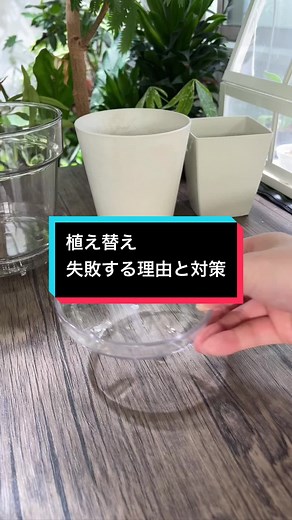 植え替えで枯れる理由と対策 ・植え替えしたら枯れました →1発で枯らす時は植え替え後から光にガンガン当ててしまった時。また、根っこと葉のバランスが崩れるほど根を切った時です。 ・なんで同じとこ置いちゃだめなの？ →もともと暗い場所なら影響は少ないですが、窓際の1日通して光が当たるようなところでは根のコンディションが整ってないと、水の吸い上げ量と蒸散で失われる水の量が釣り合わなくなるなんてことが起きます。コレを回避するのが狙いです。 ・根っこ崩さなきゃダメ？ →水は重力方向に抜けていって、根っこはその水を追いかけるように伸びていきます。つまり、土の中がより均一な環境の方が根も伸びやすい。また有機質の土の中には乾燥するとバリバリになって上からの水やりでは弾かれて終わる時があるので、できれば崩す。 ・根が硬すぎて崩せない →この場合は土の比率もだいぶ下がってるので無理に崩さずそのまま植えてOK。動画のようにちょっと触ってボロボロ崩れるようなら取りたいところ。 ・根っこかわいそうじゃないですか？ →根っこは新しい土が好きだから大丈夫 ・有機質から有機質でもほぐす？ →取れるところは取った方が良