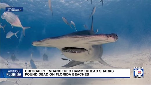 Critically endangered Great Hammerhead sharks found mutilated and dead in Florida