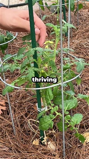 How Do You Save Tomato Plants From Extreme Heat? The heat wouldn't let up, so I had to plant my tomatoes earlier than expected and adapt fast to protect them. I share how pine straw mulch, shade cloth, and deep watering kept my plants thriving through intense summer temperatures. Just one week later, tiny tomatoes started forming on the vine! #TomatoGarden #GardeningTips #SummerGardening #VegetableGarden #GardenHacks