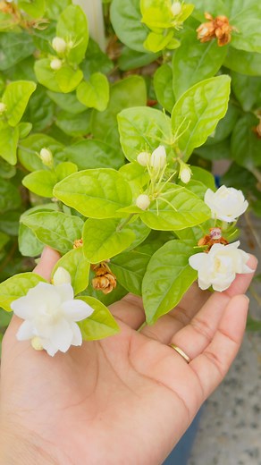 Instagram video by varsha gahlot 💋 • Jul 15, 2025 at 5:20 AM