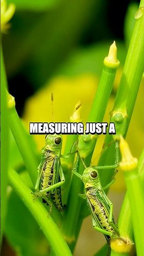 The Curious World of Leafhopper Insects