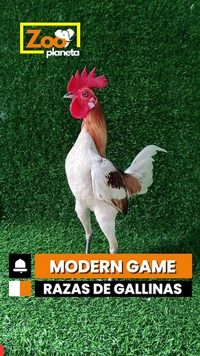 🐔 Razas de Gallinas | Modern Game Chicken: la elegancia sobre dos patas #ModernGameChicken #RazasDeGallinas #AvesDeCorral #BirdSpecies #wildlife | Zoo Planet ESP
