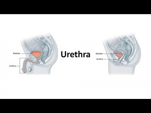 Urethra. Prof. Dr. Md. Ashfaqur Rahman