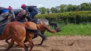 8.5K views · 651 reactions | Meanwhile our flat two year olds are learning about going fast. A first bit of work alongside in a bunch for Racing Vicar (Make Believe), Wee Dancer (Recorder) and Mix Des Gris (Master's Spirit) Love the way Wee Dancer is determined to squeeze between the other two. #schooldays SPILLERS STC- Trailers, Trucks & Towbars | Lucinda Russell Racing | Facebook