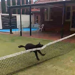 78K views · 513 reactions | These clumsy animals are hilarous.. | Tyla | Facebook