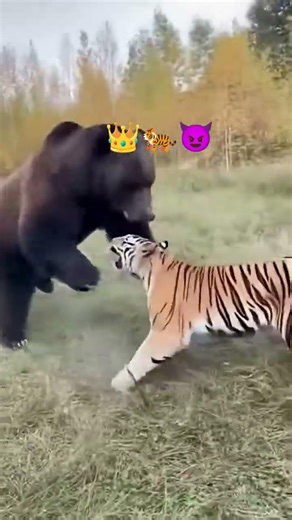 👑🐅 Royal Bengal tiger 👑🐅😈#shorts #shortvideo #sorts