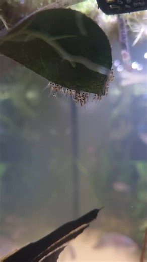 Tips for Breeding Angelfish: Expert Advice Needed