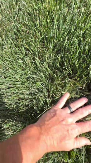 Fescue going to ALPHA grass