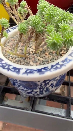 This Succulent Looks Like a Mini Joshua Tree! Sedum multiceps “Miniature Joshua Tree”