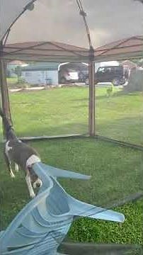 Coleman Back Home Screened Canopy Tent with Instant Setup, Screenhouse Outdoor Canopy and Sun Shade