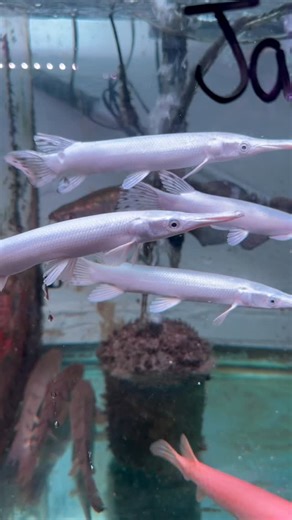 52 reactions | The Platinum Alligator Gar is a rare and stunning...