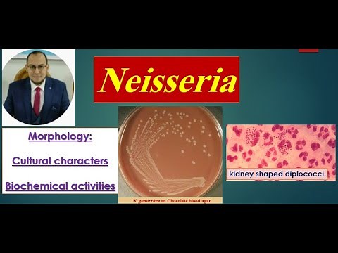 Neisseria (1): Morphology- Culture- Biochemical reactions " Medical microbiology
