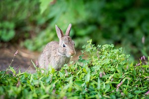 Is There Such a Thing as Rabbit-Proof Plants?