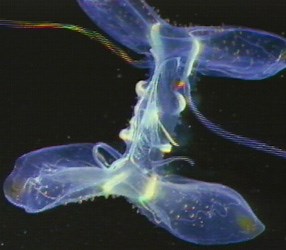 Blueprints for Change