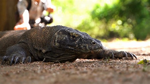 Komodo Dragon Unstoppable Power: Largest Lizard on Earth Enter the...