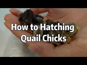 The Adorable Process of Hatching Quail Chicks!