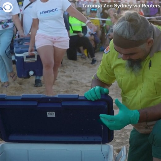 BABY TURTLES RELEASED: Wildlife officials released a group of endangered baby loggerhead turtles into the wild in Sydney, Australia, last week. The officials said they underwent an "epic egg rescue" after excavating 130 eggs from a beach on March 29 after temperatures plunged. They were incubated at the Taronga Zoo's Wildlife hospital. | WCAX-TV