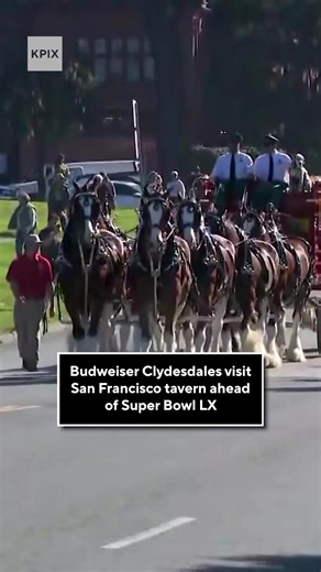 Clydesdales Parade in San Francisco: Super Bowl LX Excitement