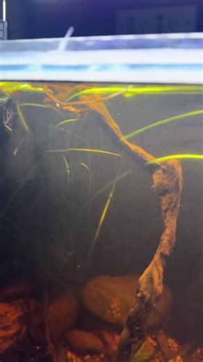 Cape York No Filter Blackwater Biotope is thriving!! This ecosystem is truly teeming with life, it’s so exciting to watch it develop!! - - - #australia #aquarium #fish #biotope #natural