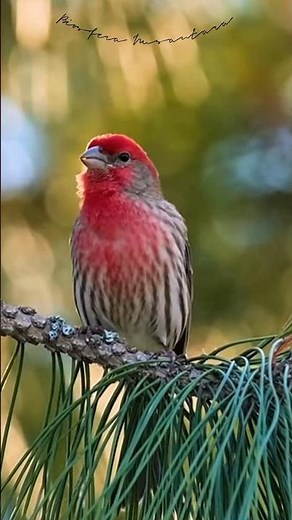 Beautiful Red House Finch Singing in Pine Tree #shors