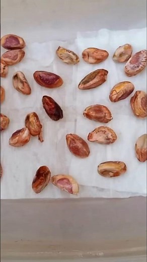 Easy Method To Grow Pistachio Seed #seed #pistachio #grow #youtube